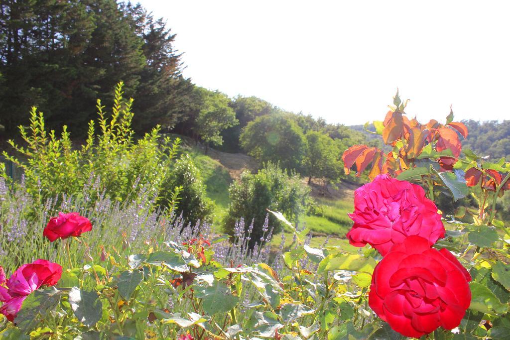 Apartmán Sandra House Castellina in Chianti Exteriér fotografie